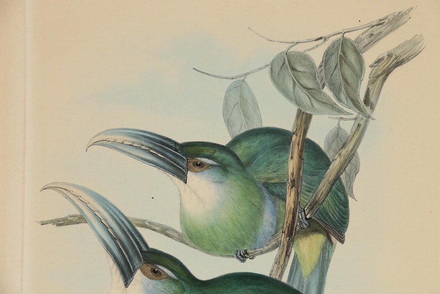 Gould & Richter Ornithological Hand-Colored Lithograph, 19th Century
