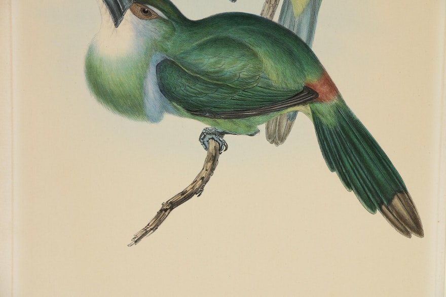 Gould & Richter Ornithological Hand-Colored Lithograph, 19th Century