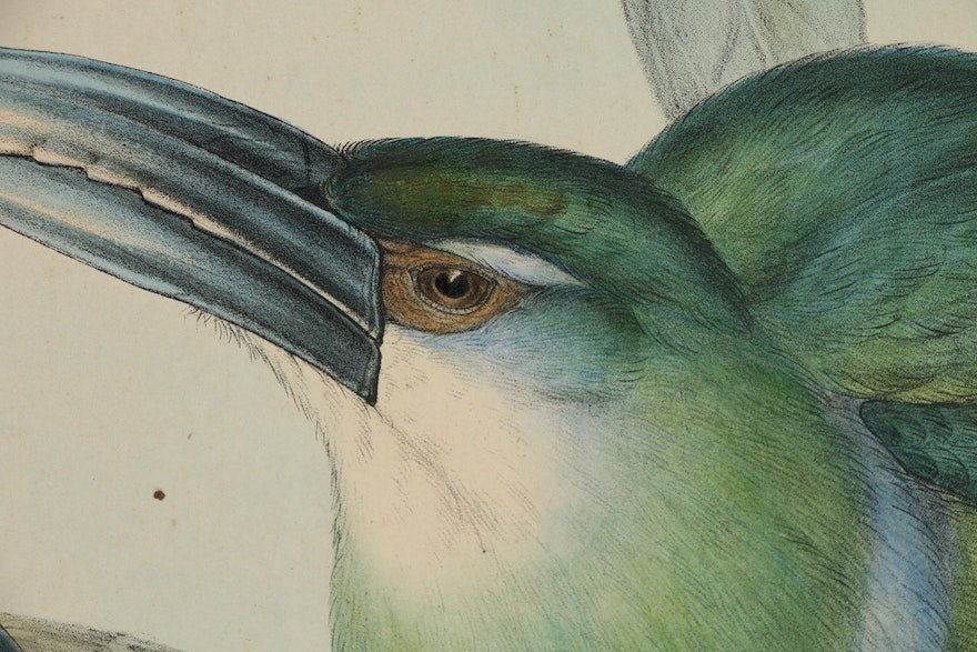 Gould & Richter Ornithological Hand-Colored Lithograph, 19th Century