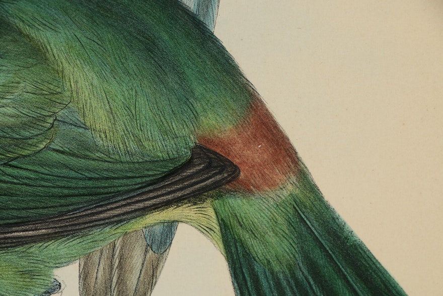 Gould & Richter Ornithological Hand-Colored Lithograph, 19th Century
