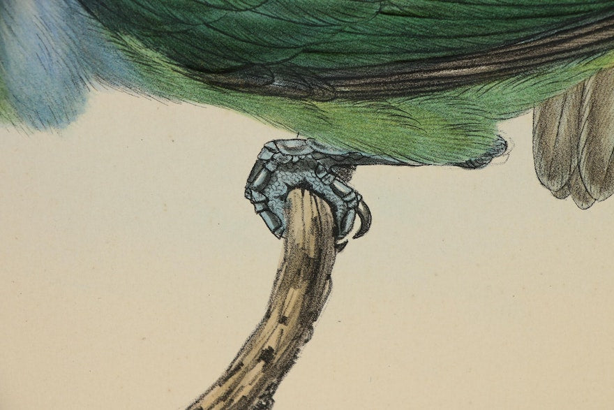 Gould & Richter Ornithological Hand-Colored Lithograph, 19th Century