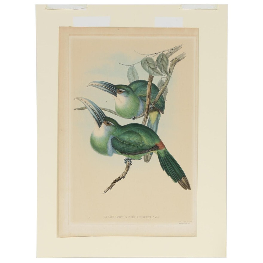 Gould & Richter Ornithological Hand-Colored Lithograph, 19th Century