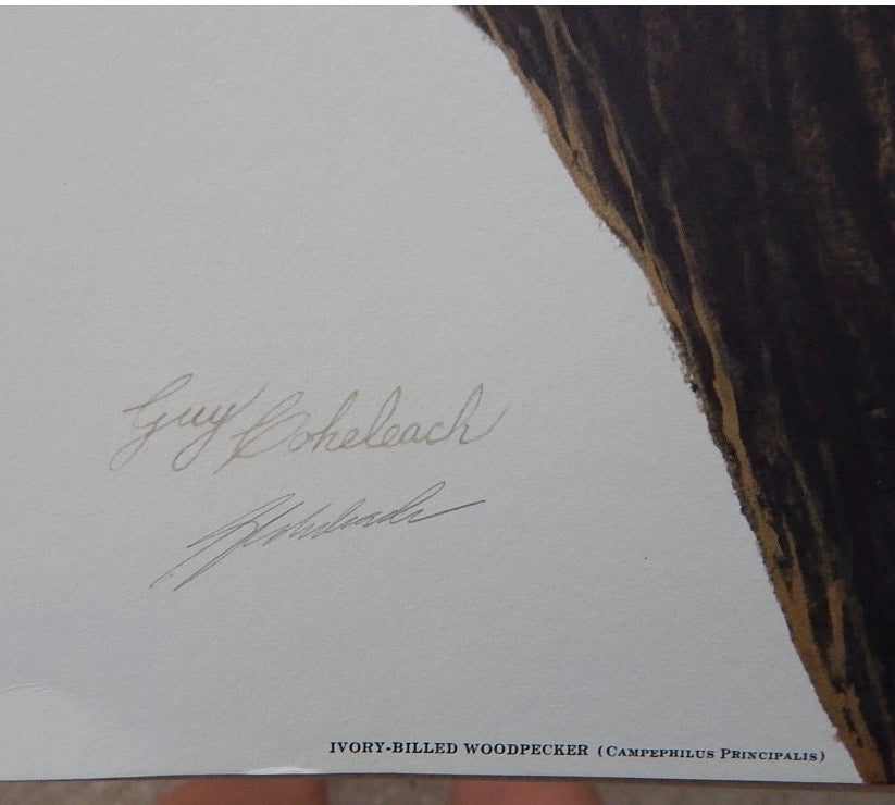 Unframed Guy Coheleach "Ivory-Billed Woodpecker" Offset Lithograph