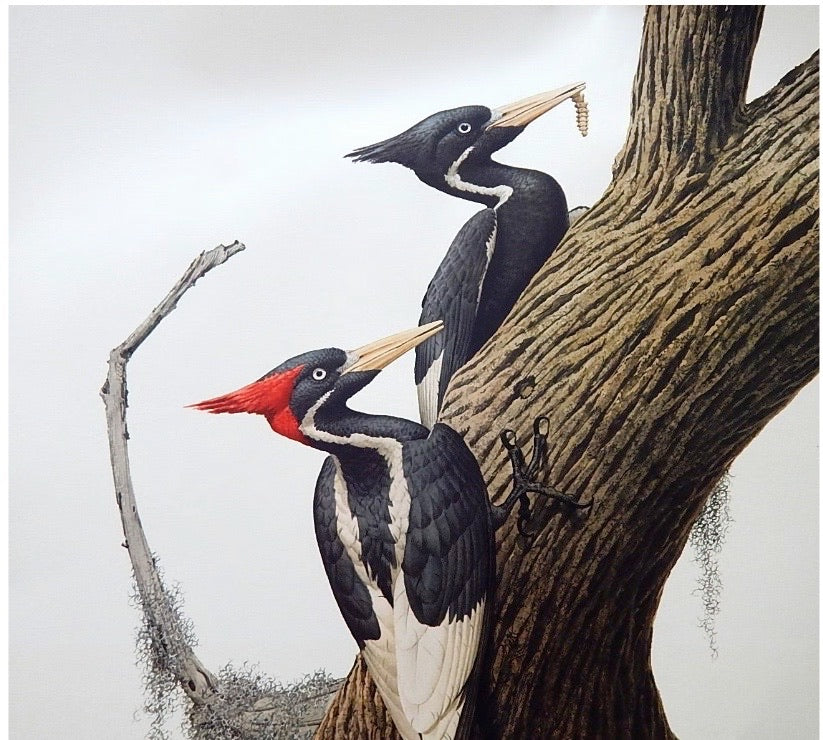 Unframed Guy Coheleach "Ivory-Billed Woodpecker" Offset Lithograph
