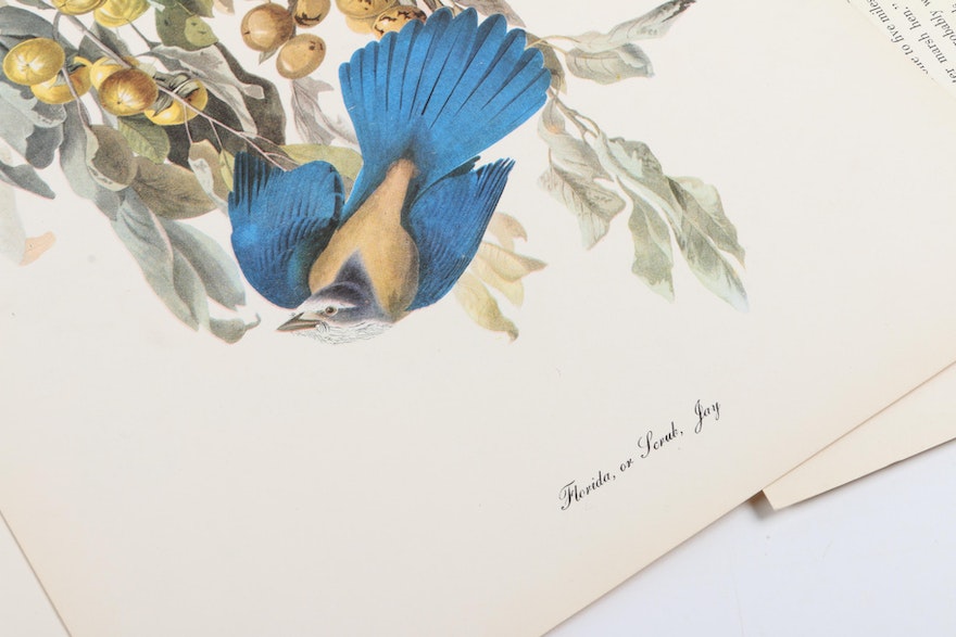 Reproduction Prints After J.J. Audubon's "The Birds of America"
