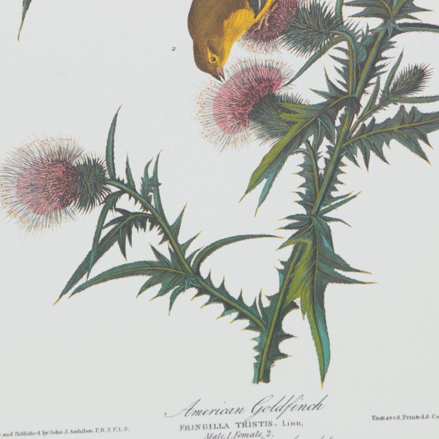 Offset Lithographs After John J. Audubon of Birds, Collection of 4