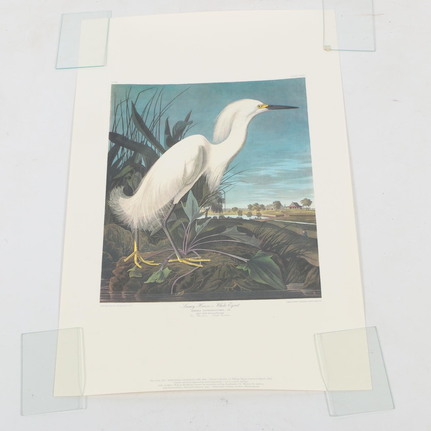 Offset Lithographs after John J. Audobon of Birds, Collection of 5