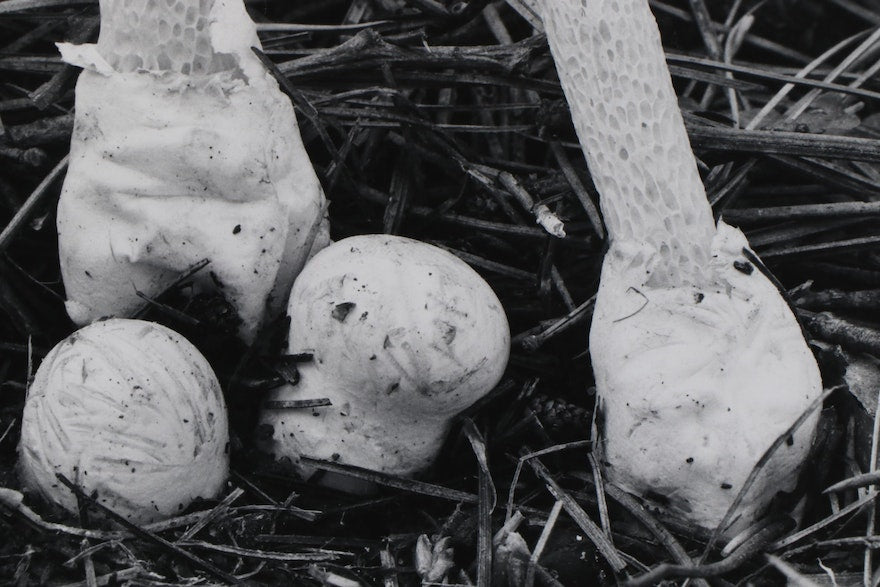 Grant Haist "Stinkhorns and 'Eggs'" and "Cotton-Backed Aphids" Silver Print Photographs