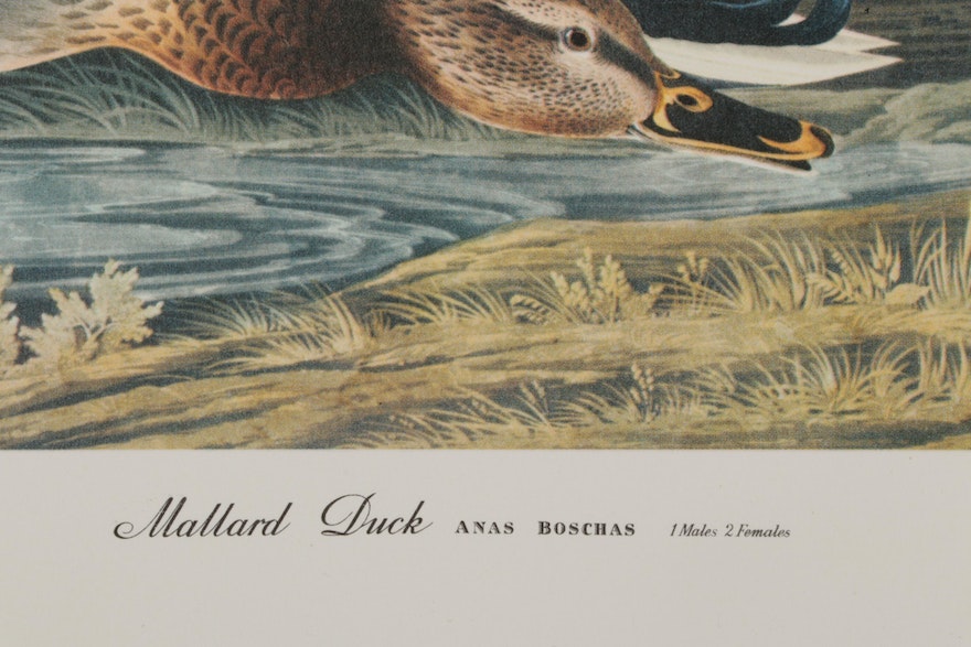 American Duck Species Offset Lithographs After John James Audubon, 1964