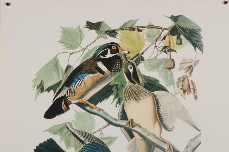 American Duck Species Offset Lithographs After John James Audubon, 1964