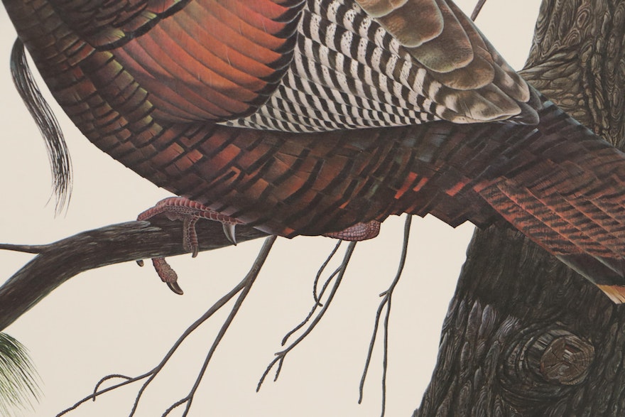 "Eastern Wild Turkey," John Ruthven Offset Lithograph