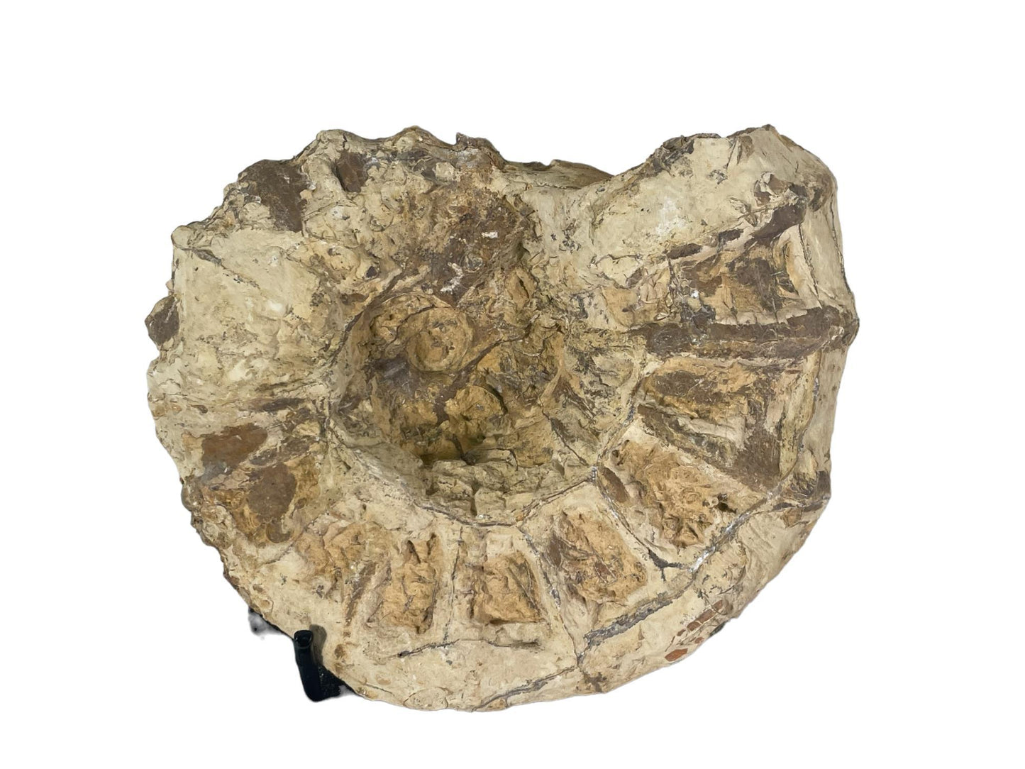 Unpolished Texas Ammonite Fossil