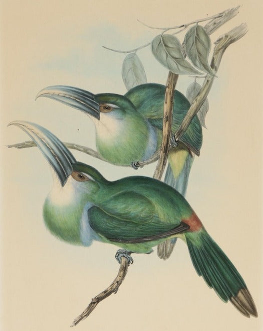 Gould & Richter Ornithological Hand-Colored Lithograph, 19th Century