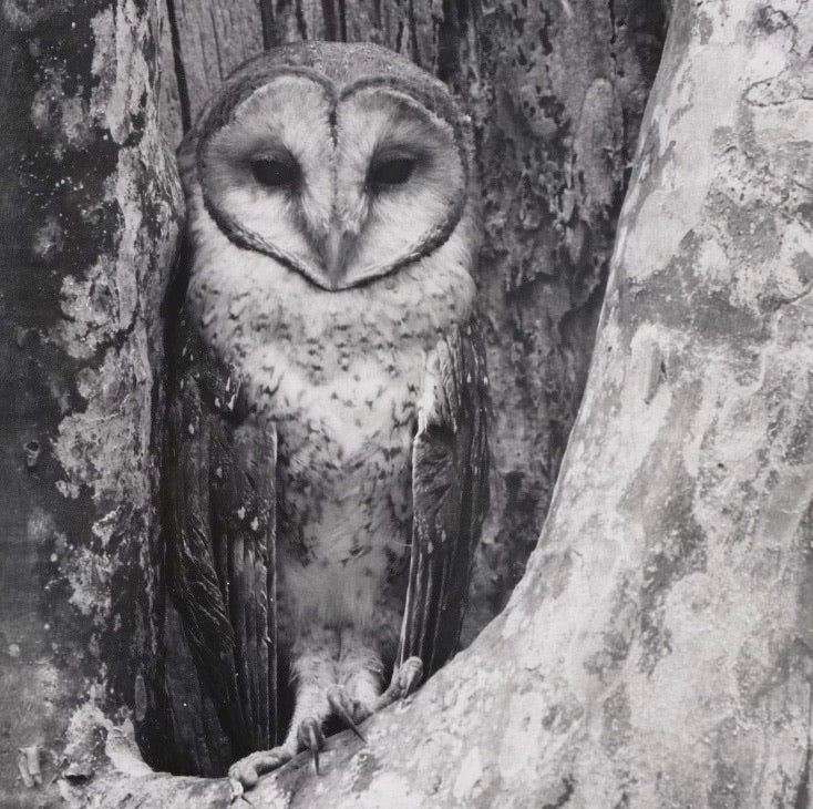 Grant Haist Silver Print Photographs of Owls, Collection of 2