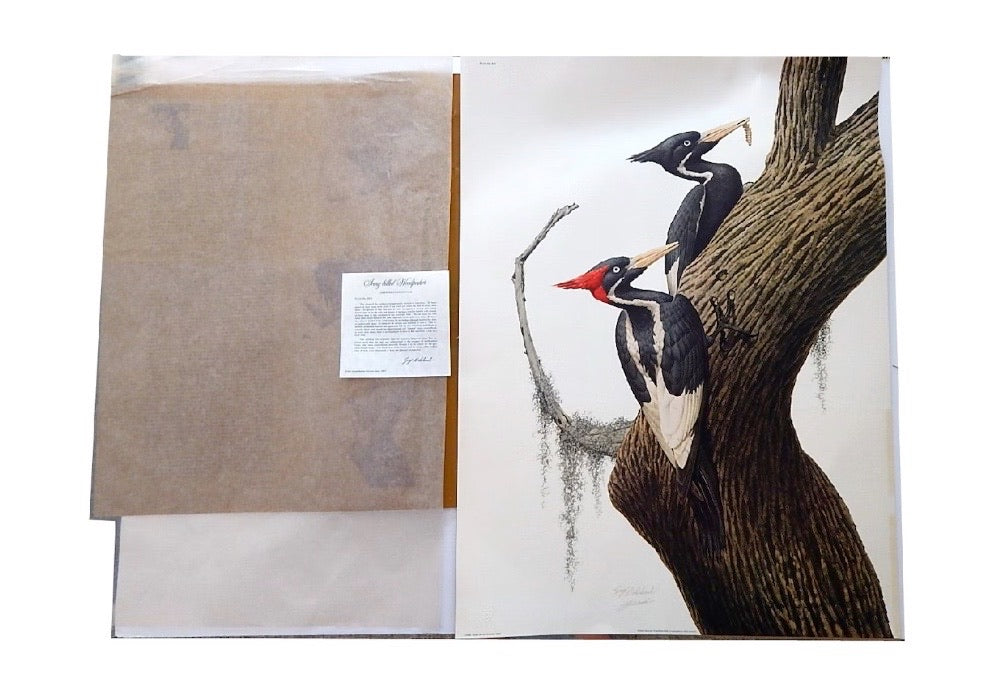 Unframed Guy Coheleach "Ivory-Billed Woodpecker" Offset Lithograph