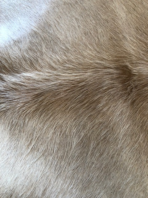 Large Champagne Brazilian Cowhide